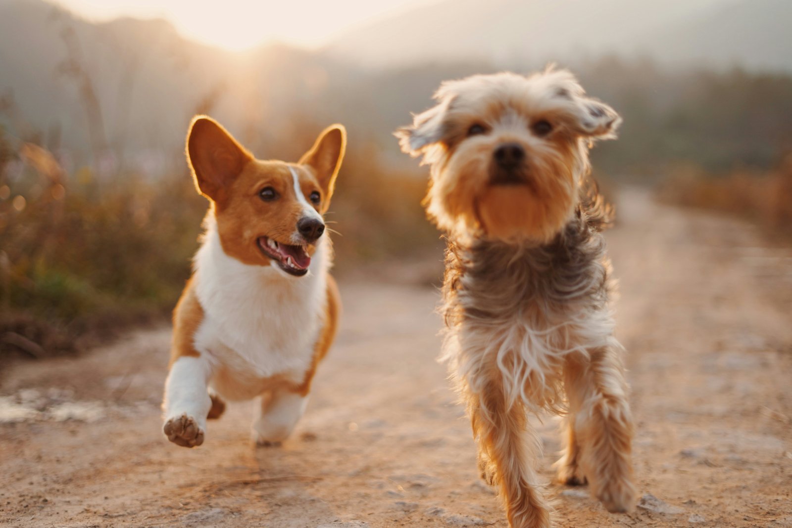 Animaux de l'association